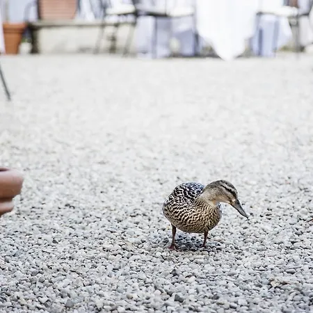 Ristorante Il Verbano